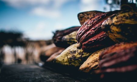 cacao-4