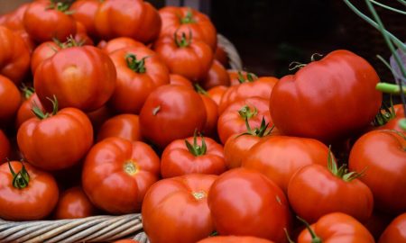 tomato-4