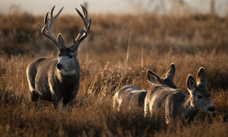 tannerjhaver | Instagram | Zombie Deer Disease in Humans, Scientists Worried about Yellowstone Outbreak Raises Concerns
